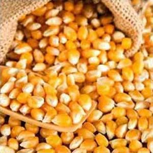 Patlaklık Mısır 500 gr