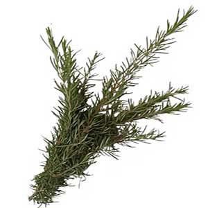 Taze Biberiye Demet 10'lu