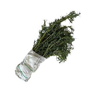 Taze Deniz Fasulyesi Demet 10'lu